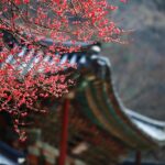 Korea marriage agency consultation free - Wedding