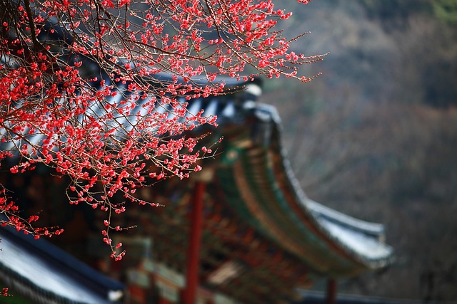Korea marriage agency consultation free - Wedding